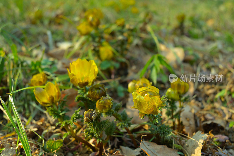 花，东京，日本(2022年1月- 3月)